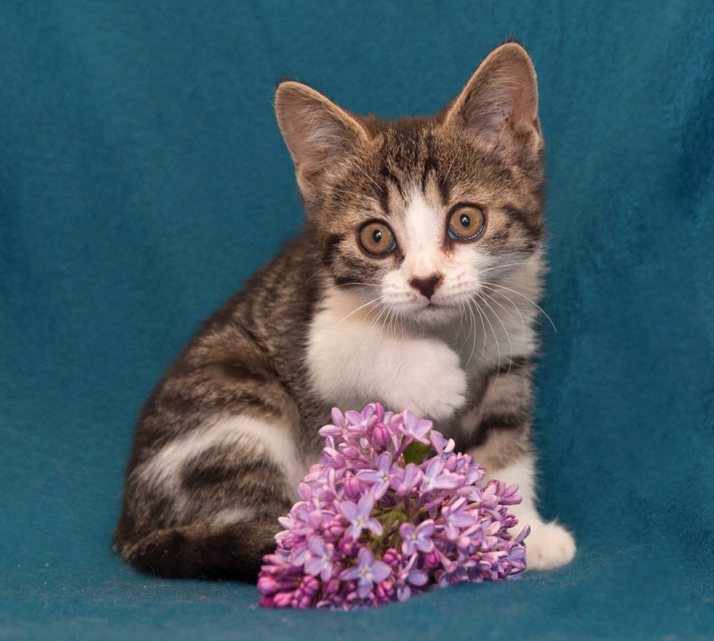 Kitten
