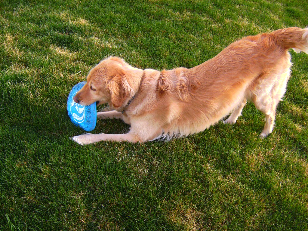 Golden Retriever