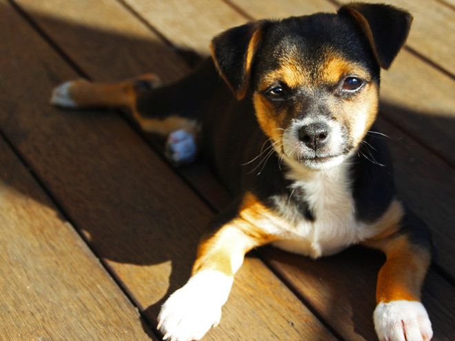 Puppy
